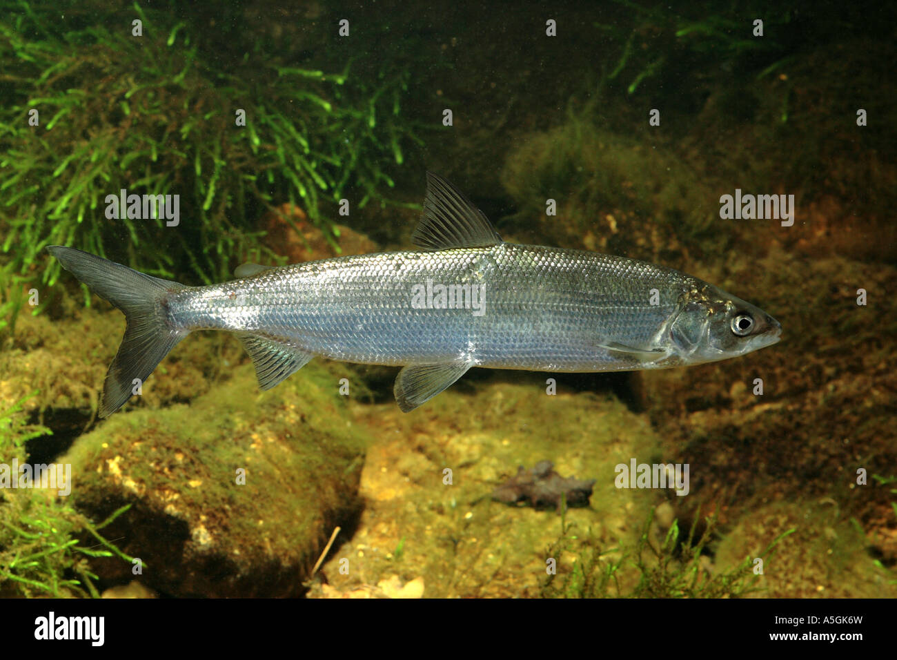 Whitefishes, lago whitefishes (Coregonus spec.), maschio, in Germania, in Baviera, Chiemsee Foto Stock