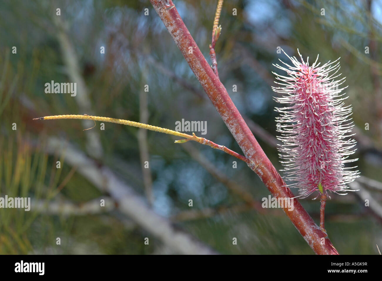 Banksia (Banksia spec.), infiorescenza, Australia Australia Occidentale, Perth Foto Stock