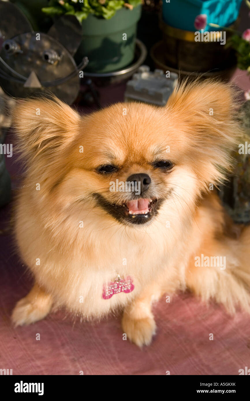 Pomerania Foto Stock