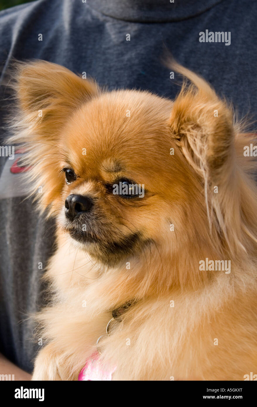 Pomerania Foto Stock