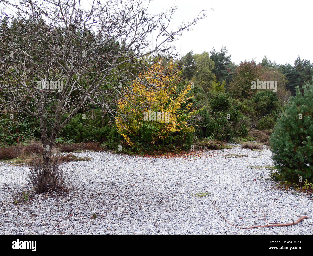 Pietra Focaia campo, Germania, Meclemburgo-Pomerania, Ruegen, Schaabe Foto Stock