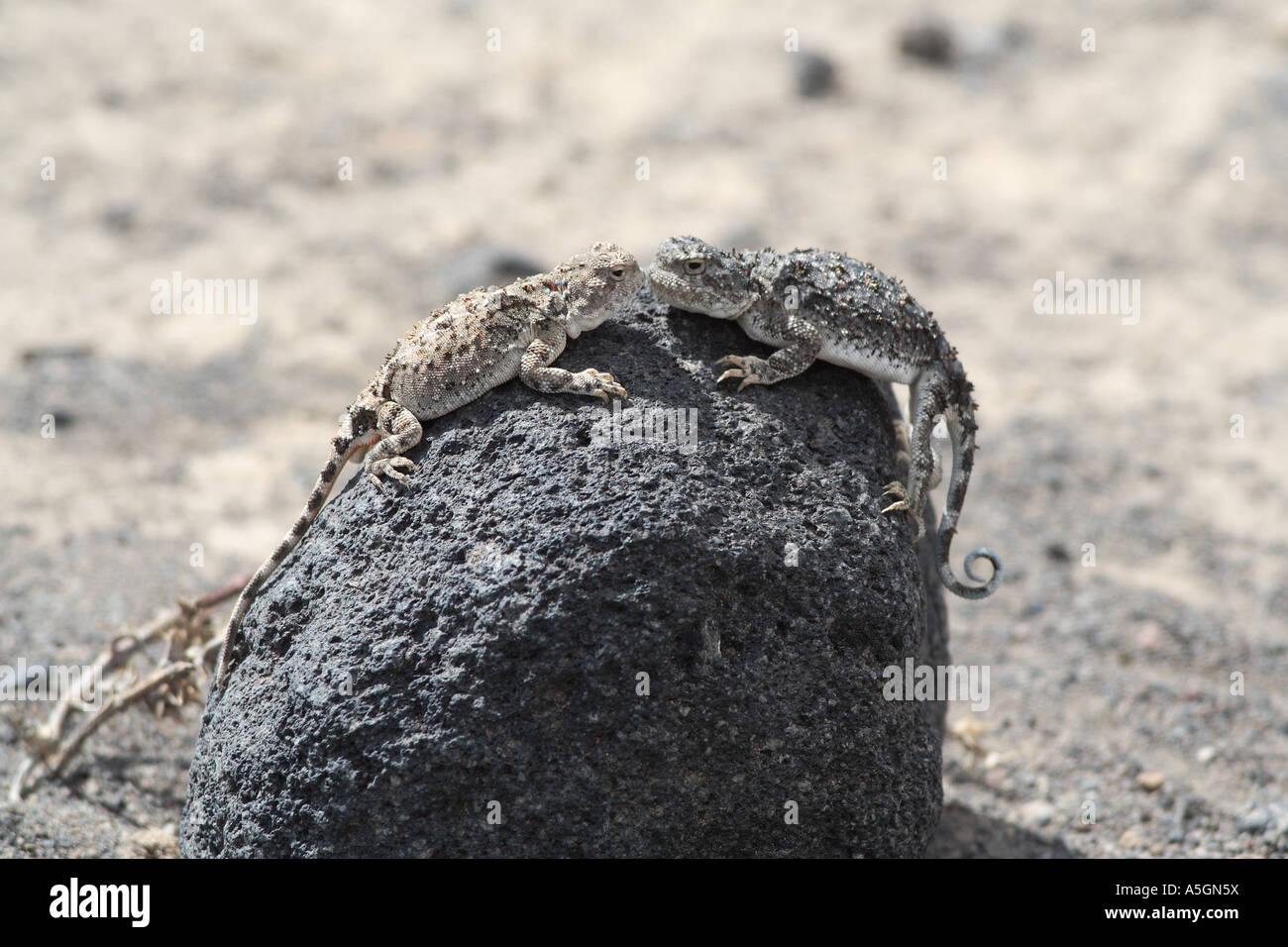 Sunwatcher toadhead AGAMA SA, Toad capo-Lizard (Phrynocephalus helioscopus), due rivali sulla roccia vulcanica, Turchia, Anatolia, Arar Foto Stock
