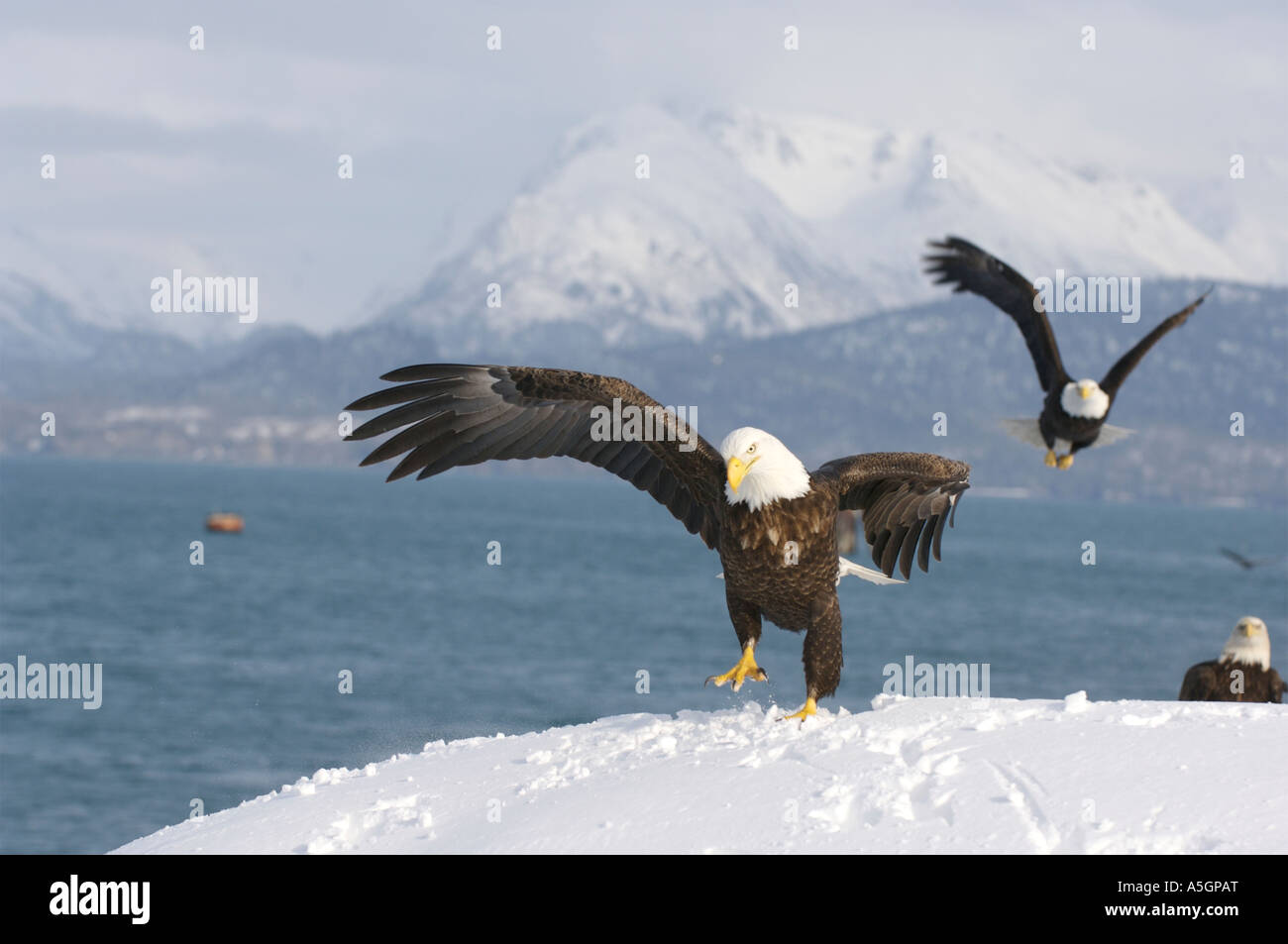 Un aquila calva trova un buon posto per riposarsi nella costa di Omero, Alaska. Foto Stock