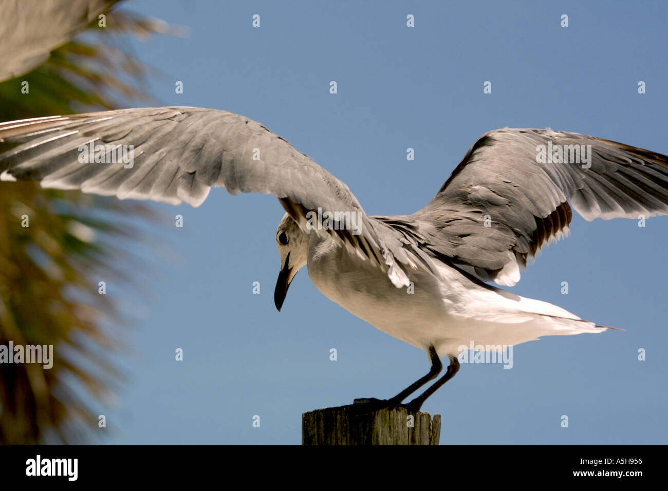 Sea Gull ali di essiccazione su palificate Foto Stock