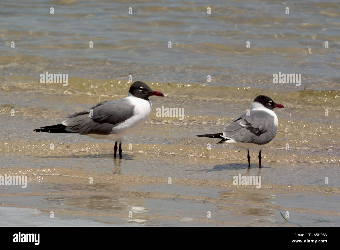 Due Gabbiani sulla spiaggia a bordo di acqua in cerca di cibo Foto Stock