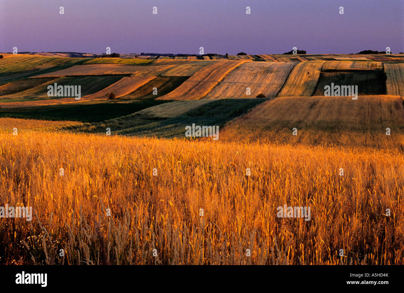 Zona collinare pittoresco paesaggio modellato , Scenic , Polonia paese , Azienda Agricola Biologica , campagna polacca Foto Stock