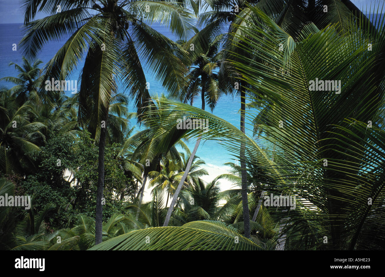 Coconut Grove fregate island seychelles Foto Stock