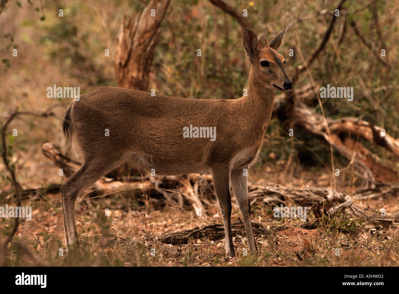 Cefalofo comune Sylvicapra grimmia femmina in wild fotografato in Mkhuze Game Reserve in Sud Africa Foto Stock