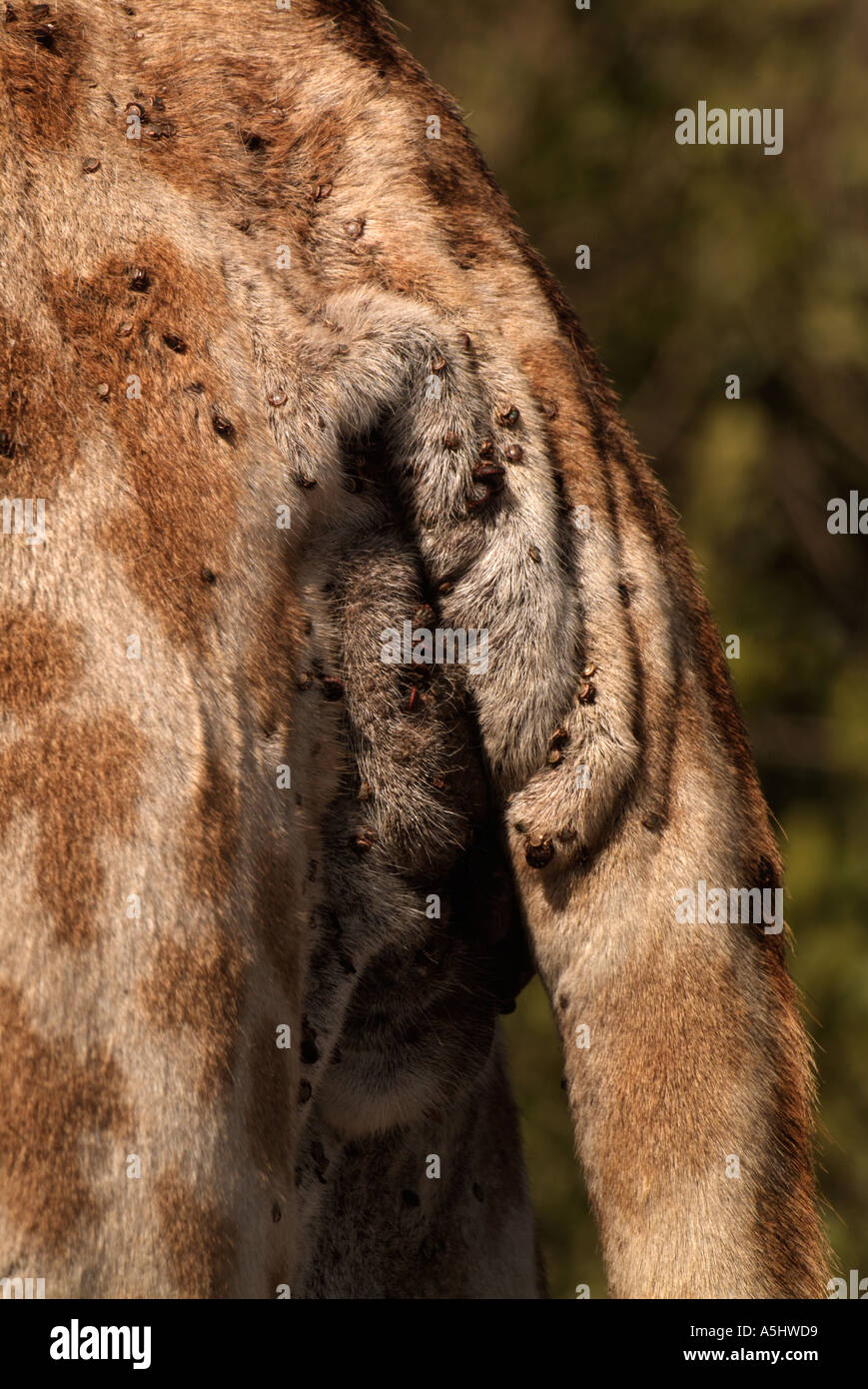 Girafffe Giraffa camelopardalis mostra tick infestazione intorno tail fotografato in wild Ithala Game Reserve in Sud Africa Foto Stock