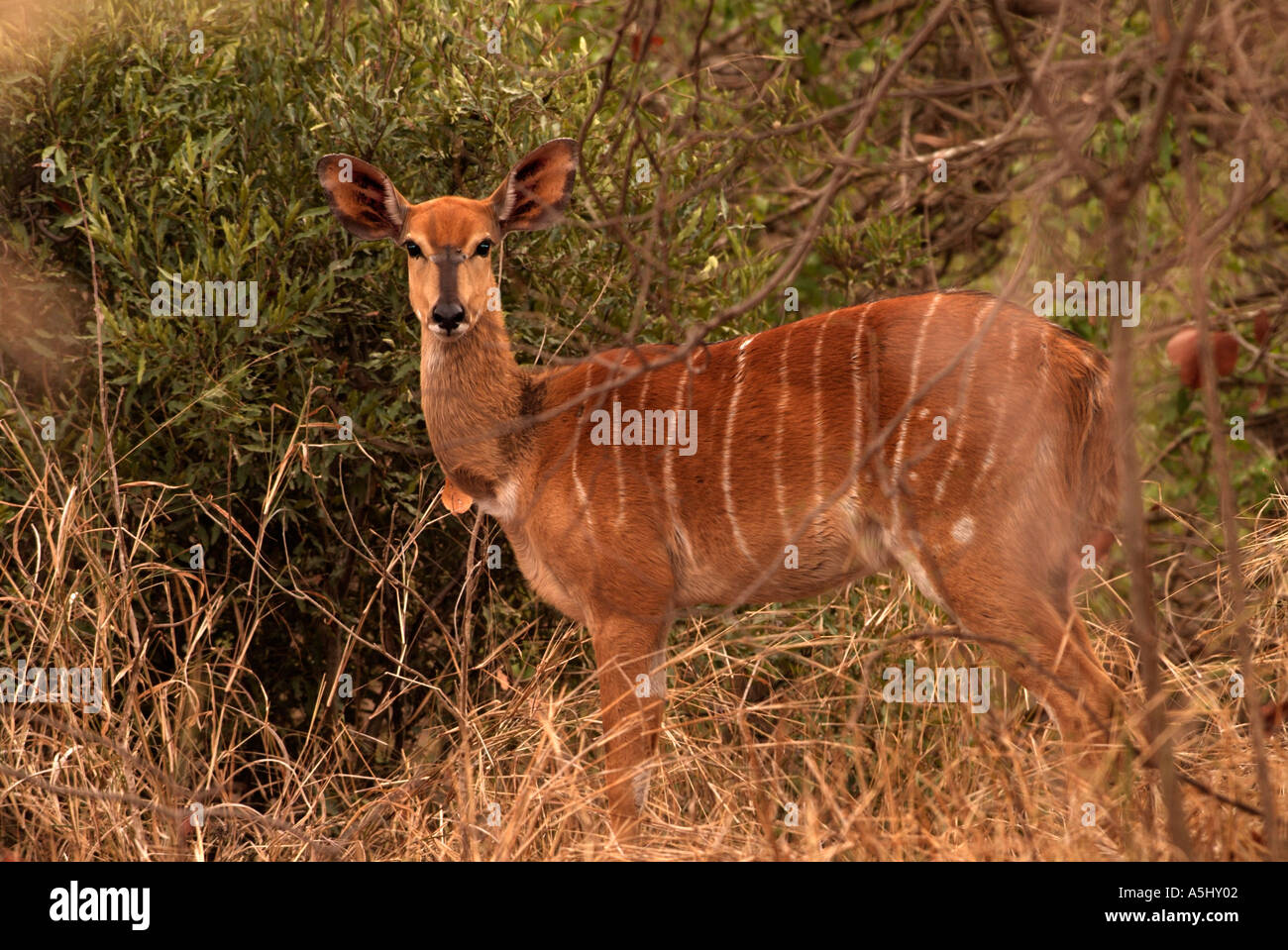 Nyala Tragelaphus angasi femmina fotografato in wild Mkhuzi Game Reserve in Sud Africa Foto Stock