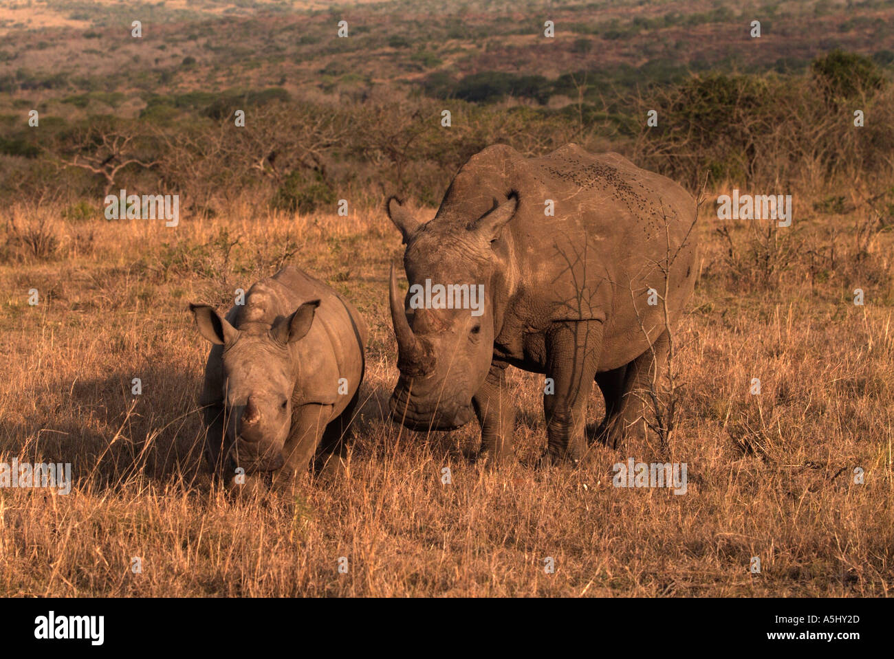 Quadrato bianco rinoceronte a labbro Ceratotherium simum Femmine e giovani fotografato in wild Hluhluwe Game Reserve in Sud Africa Foto Stock