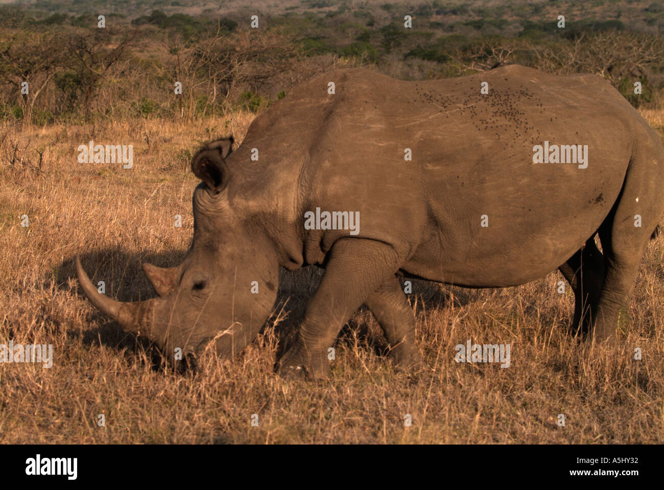 Quadrato bianco rinoceronte a labbro Ceratotherium simum fotografato in wild Hluhluwe Game Reserve in Sud Africa Foto Stock
