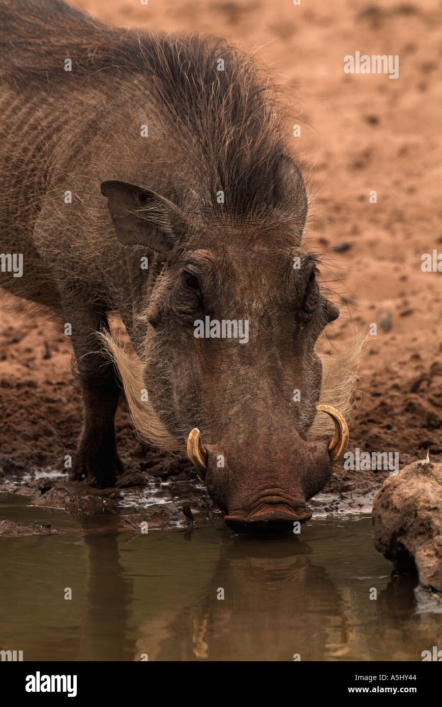 Warthog Phacochoerus africanus al foro di acqua fotografato in wild Mkhuzi Game Reserve in Sud Africa Foto Stock