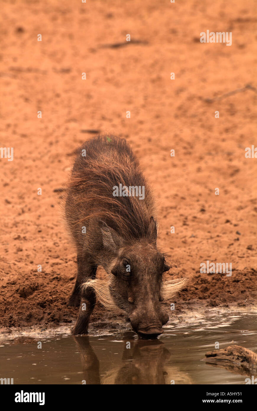 Warthog Phacochoerus africanus al foro di acqua fotografato in wild Mkhuzi Game Reserve in Sud Africa Foto Stock