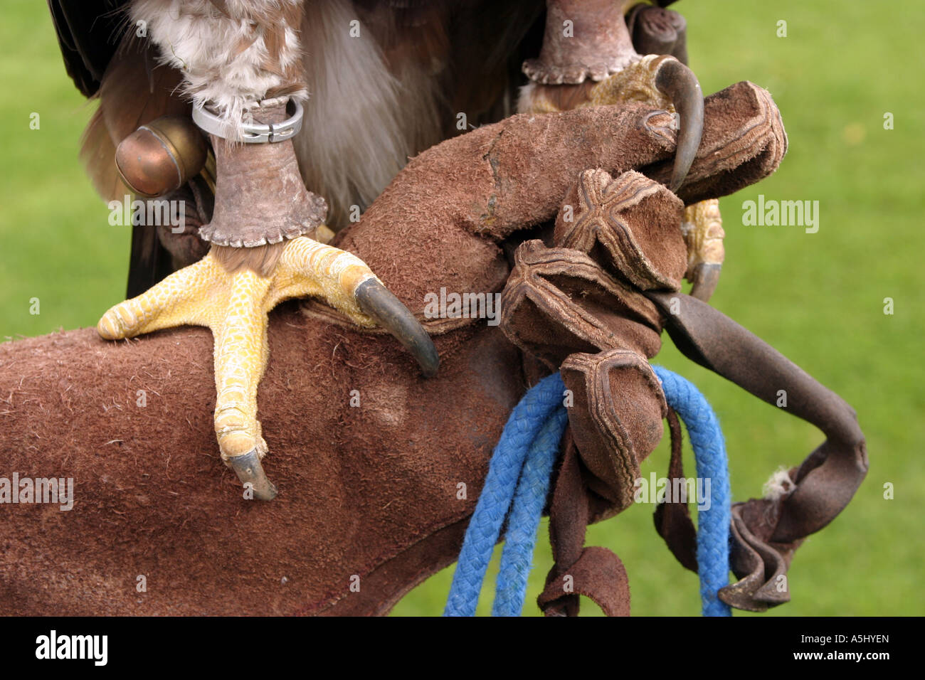 Artigli di un aquila reale Foto Stock