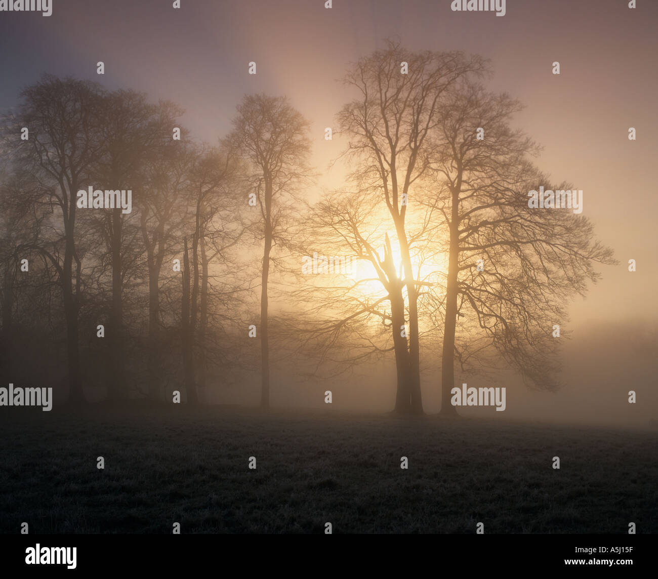 Bosco di faggi Herts UK mattina autunnale Foto Stock