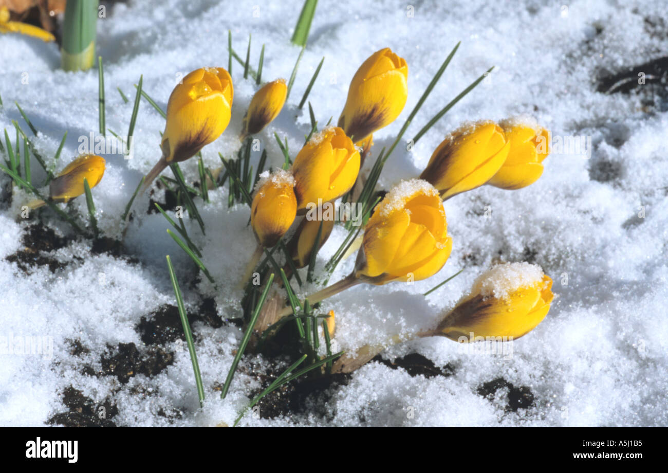 La molla crocus nella neve Foto Stock