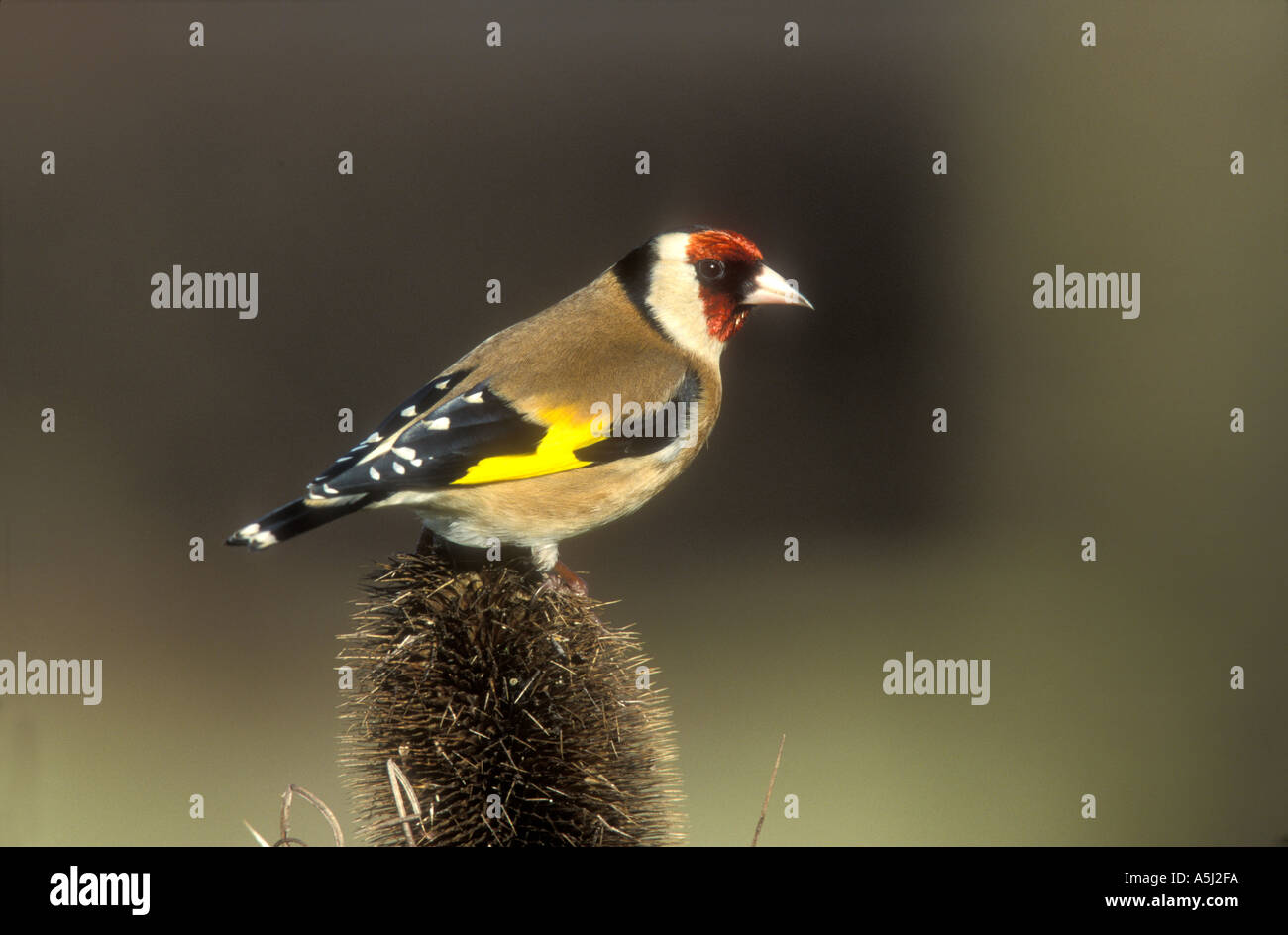 Cardellino Carduelis carduelis Foto Stock