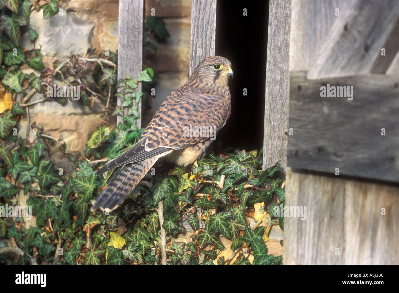 Il Gheppio Falco tinnunculus Foto Stock