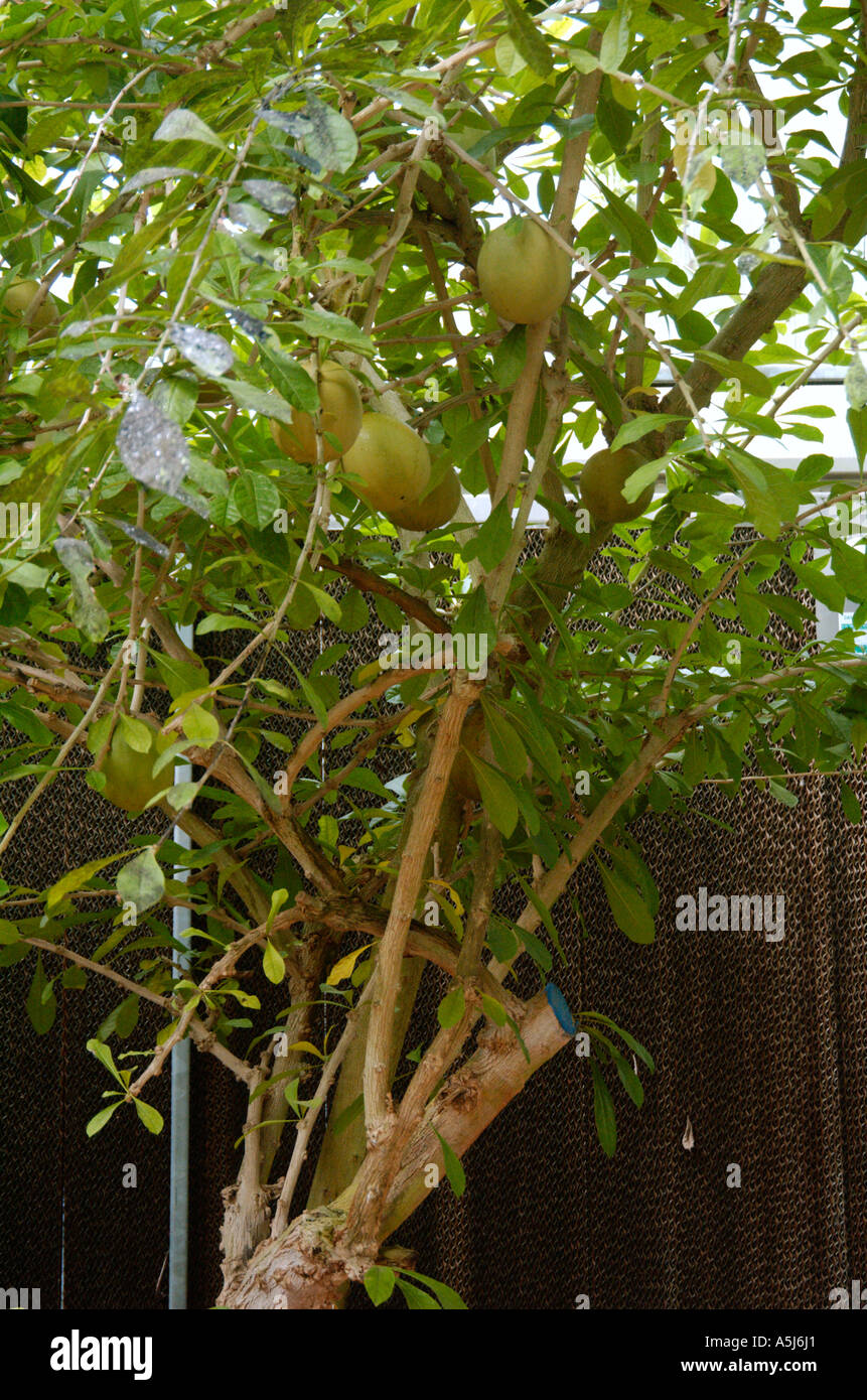 Calabash Tree Crescentia cujete L Foto Stock