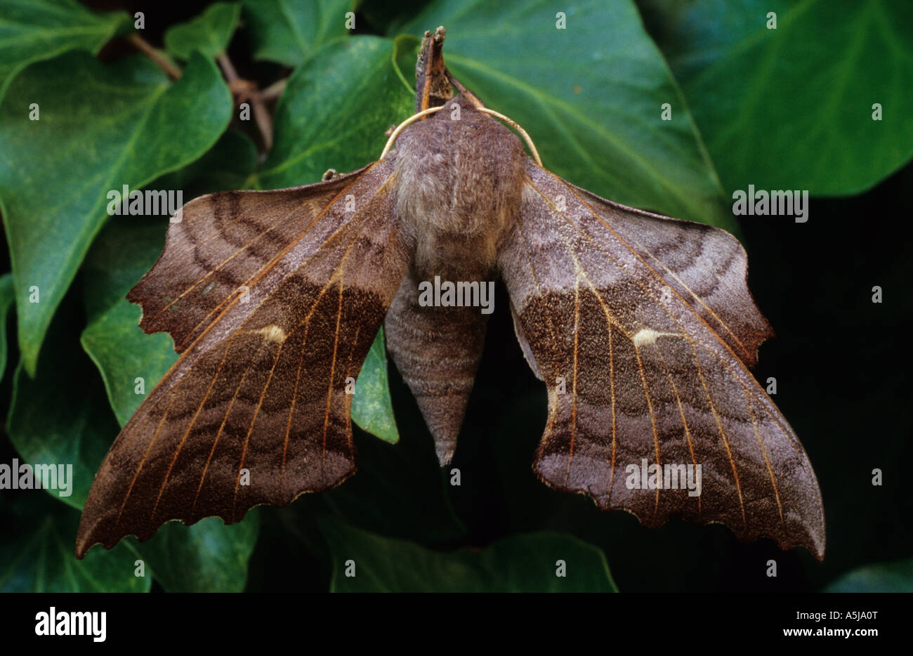 Il PIOPPO Hawk-Moth (Laothoe populi) nel Regno Unito Foto Stock