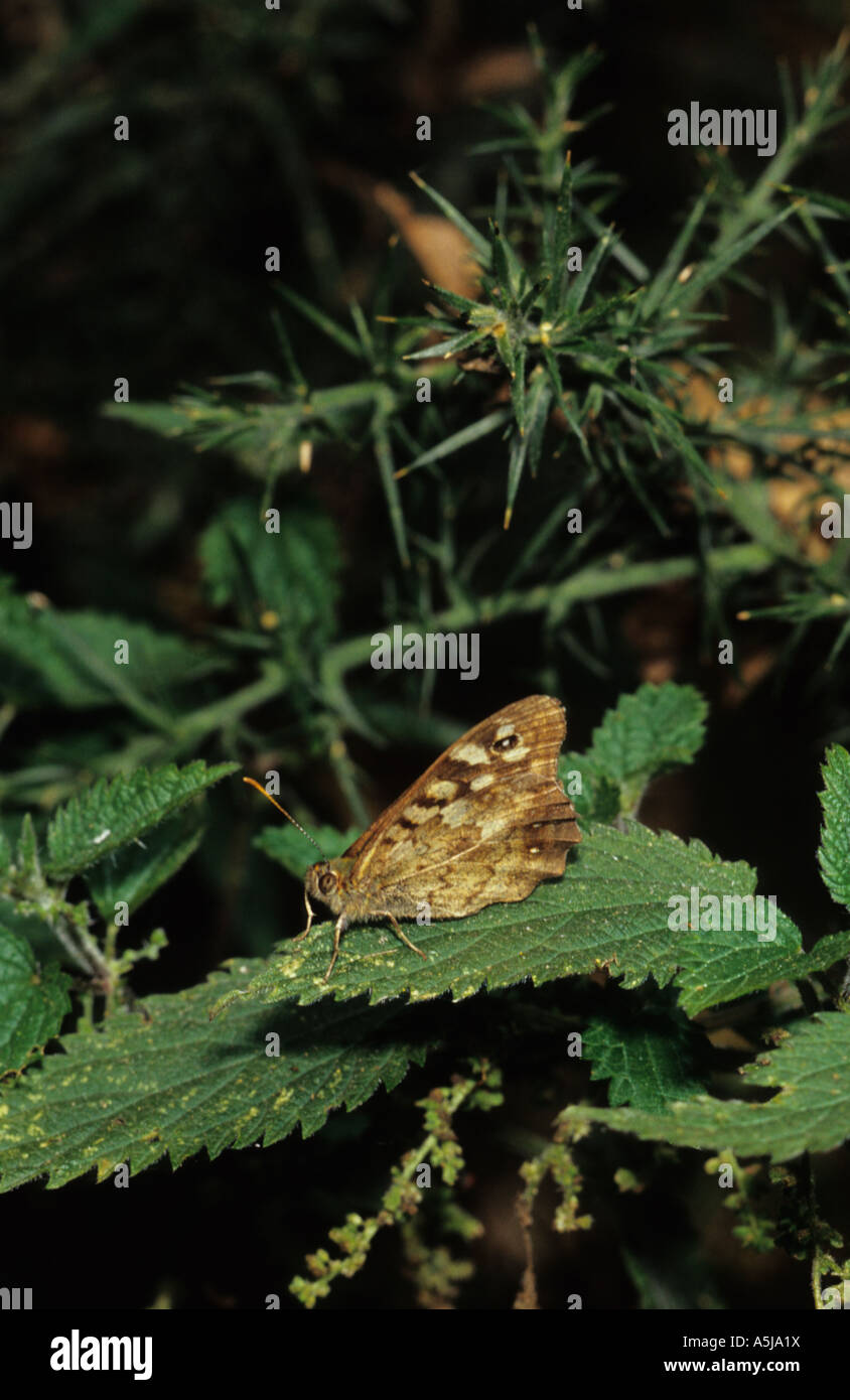 Chiazzato di legno (Farfalla Pararge aegeria) nel Regno Unito Foto Stock