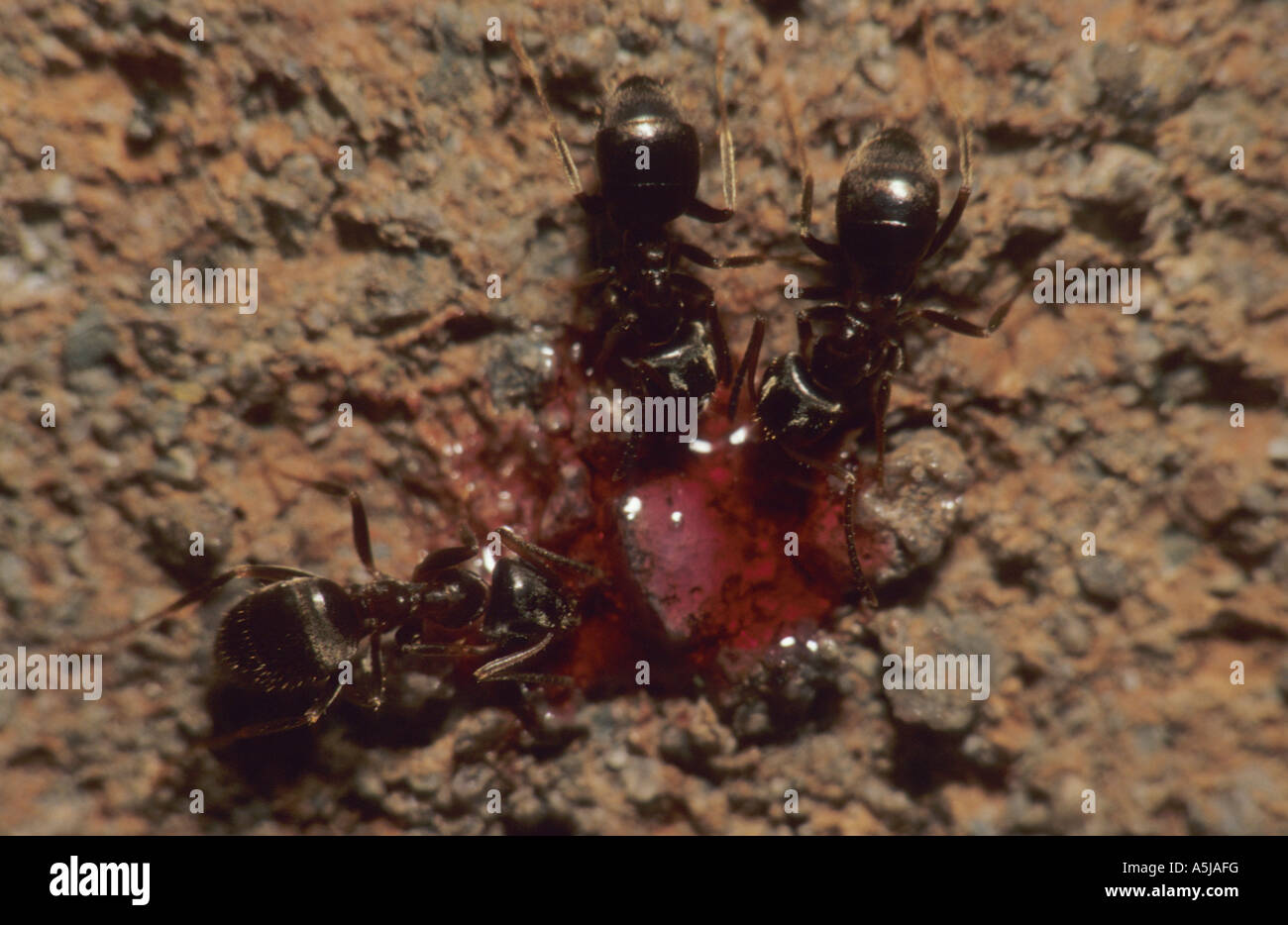 Nero Garden formiche (Lasius niger) nel Regno Unito Foto Stock