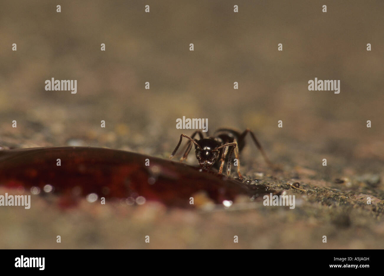Nero Garden Ant (Lasius niger) nel Regno Unito Foto Stock