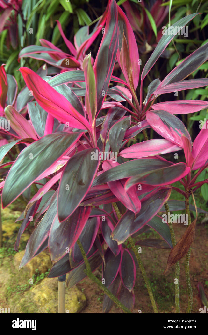 Tiplant Cordyline Terminalis L Kunth Foto Stock