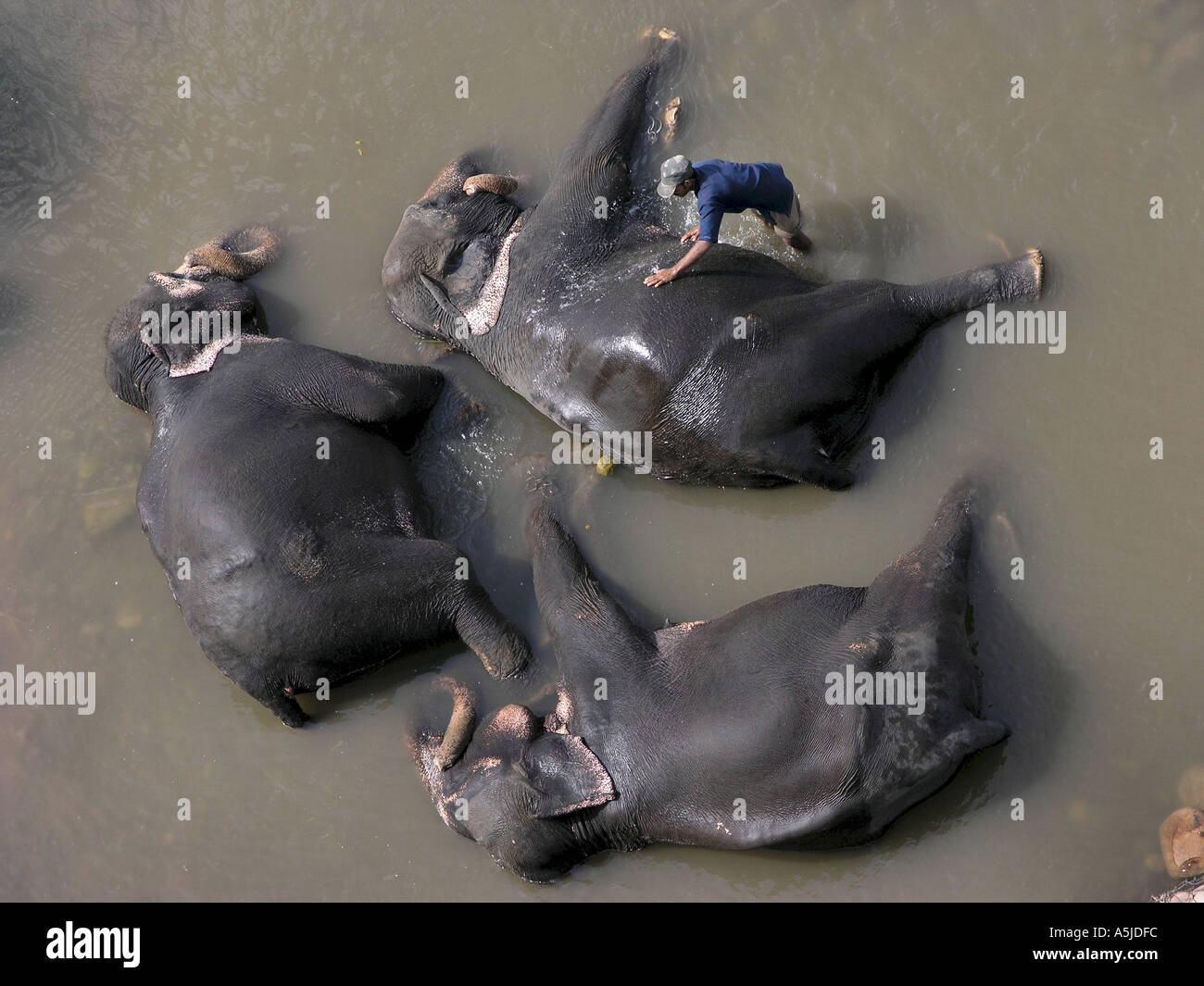 Tre elefanti indiani la balneazione Foto Stock