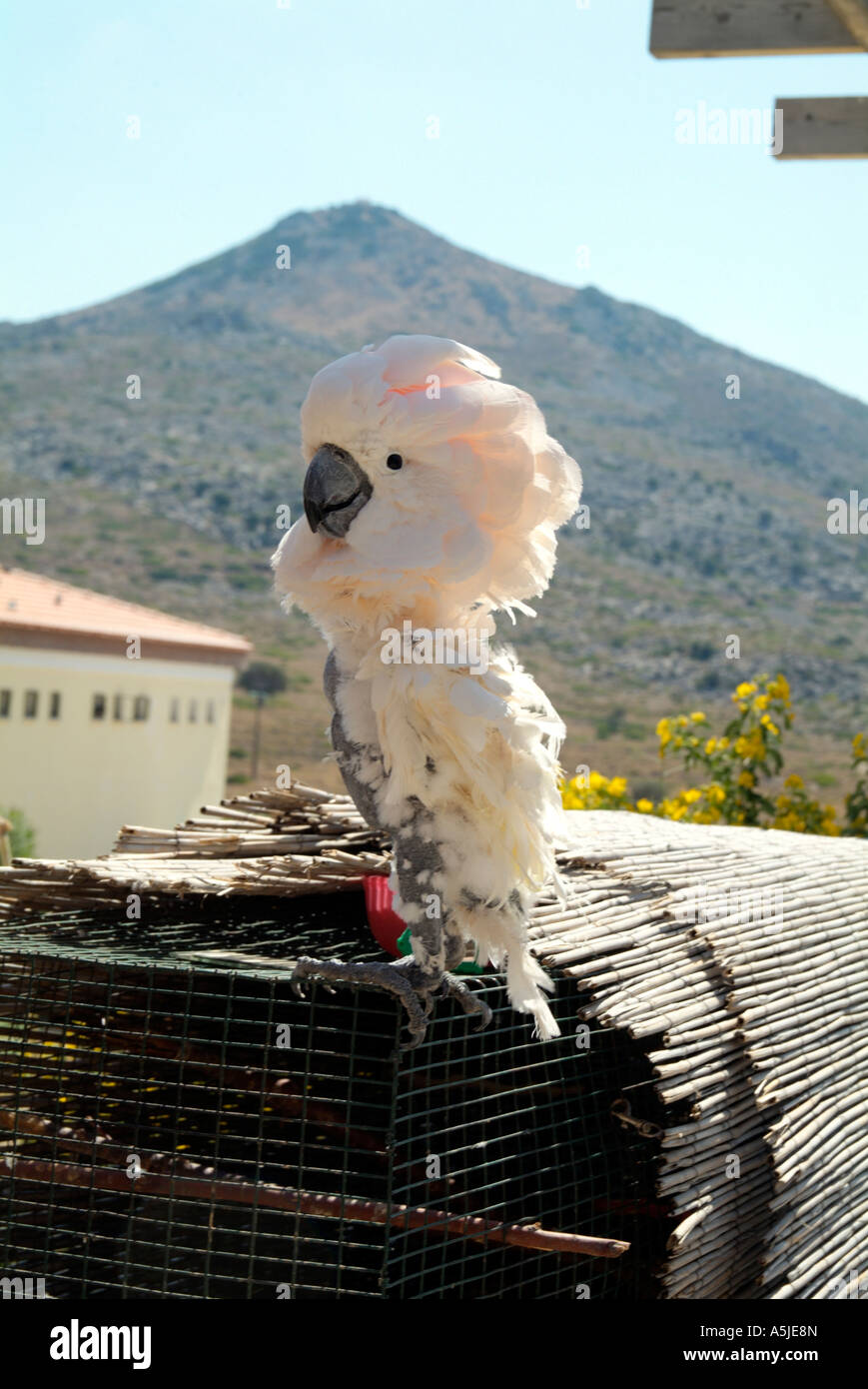 Un amichevole ombrello Cacatua mostra il suo distintivo crest all'aperto al sole in un centro di riabilitazione. Foto Stock