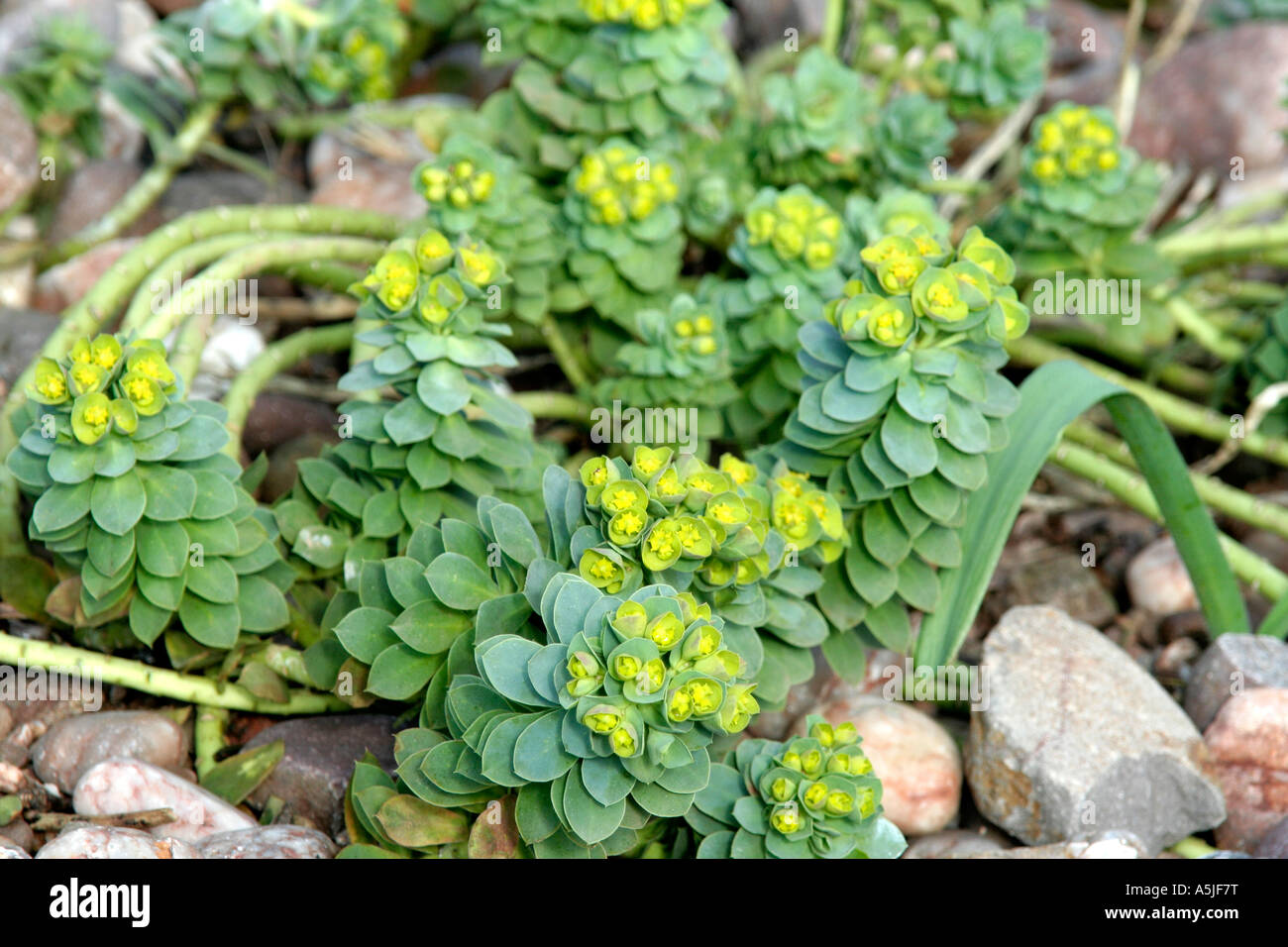 Euphorbia myrsinites Foto Stock