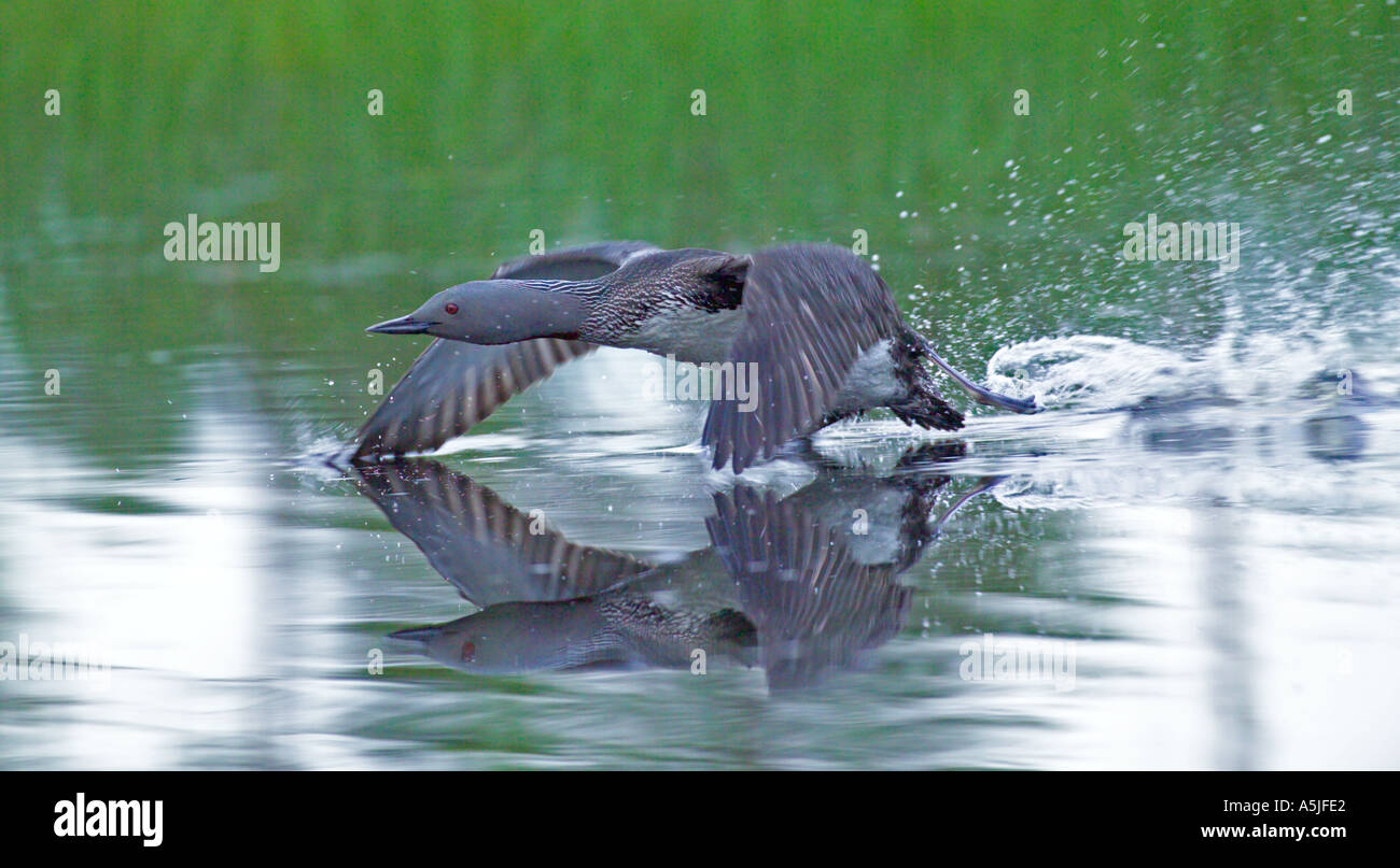 Red throated Diver Gavia stellata di decollare dal pool di allevamento Finlandia estate Foto Stock
