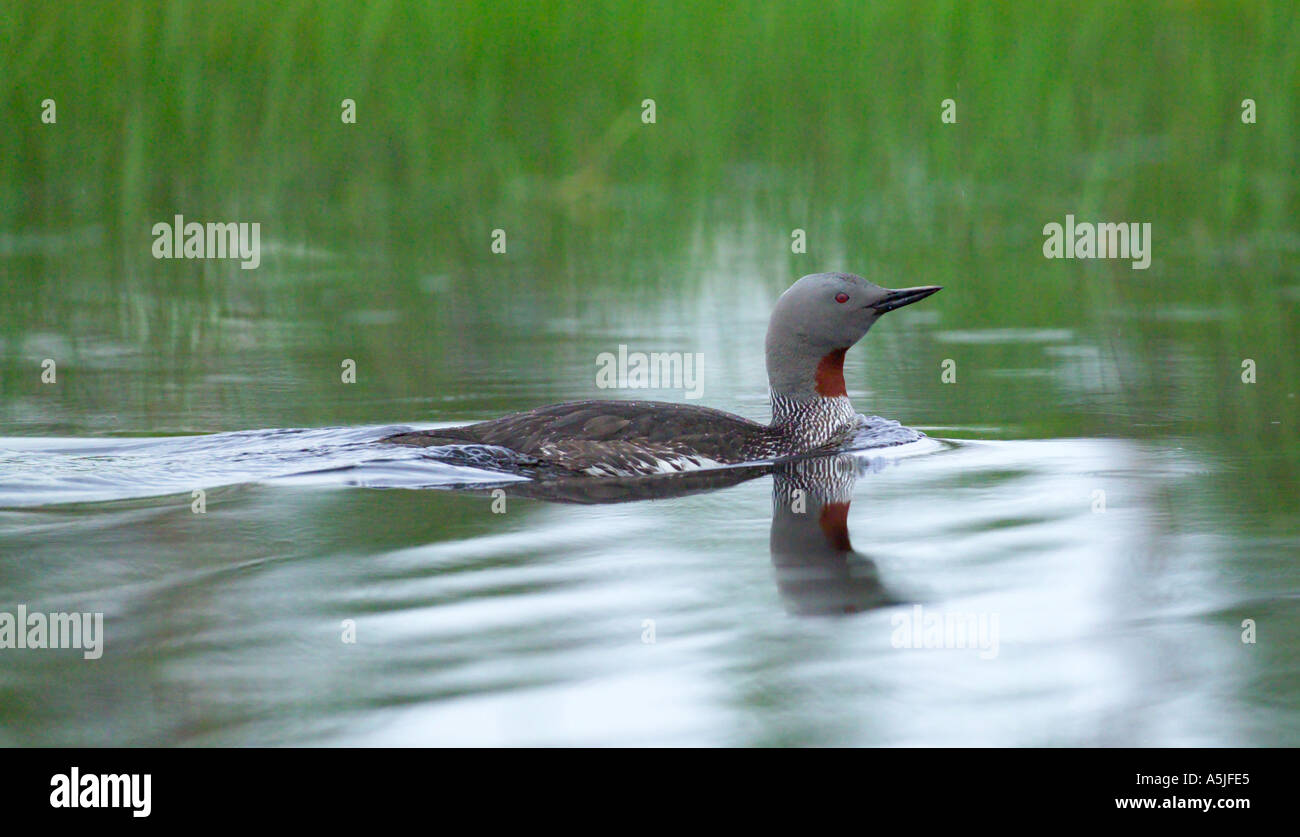 Red throated Diver Gavia stellata adulti con i giovani sul bog piscina estiva della Finlandia Foto Stock