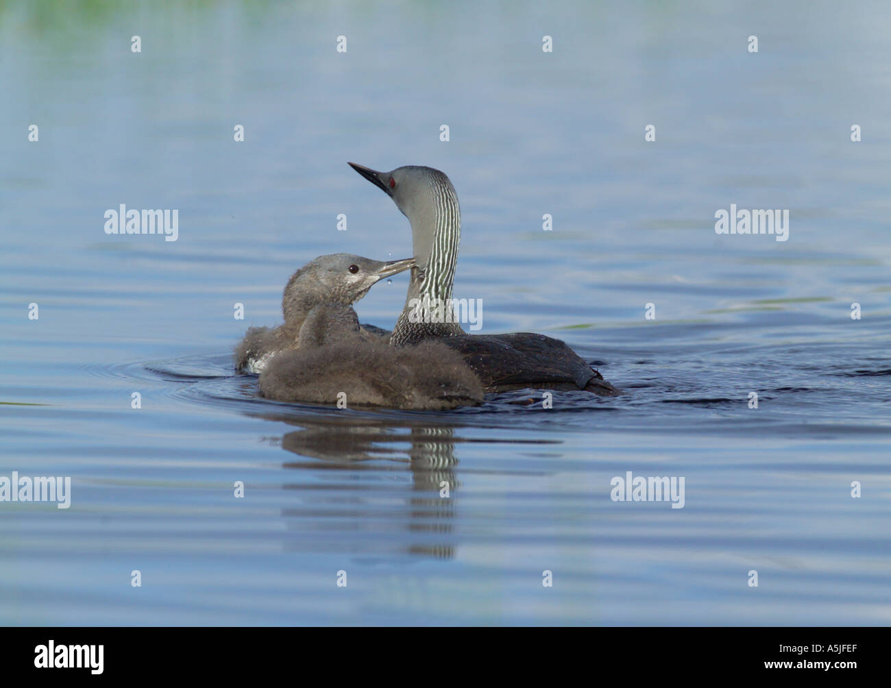 Red throated Diver Gavia stellata adulti con i giovani sul bog piscina estiva della Finlandia Foto Stock