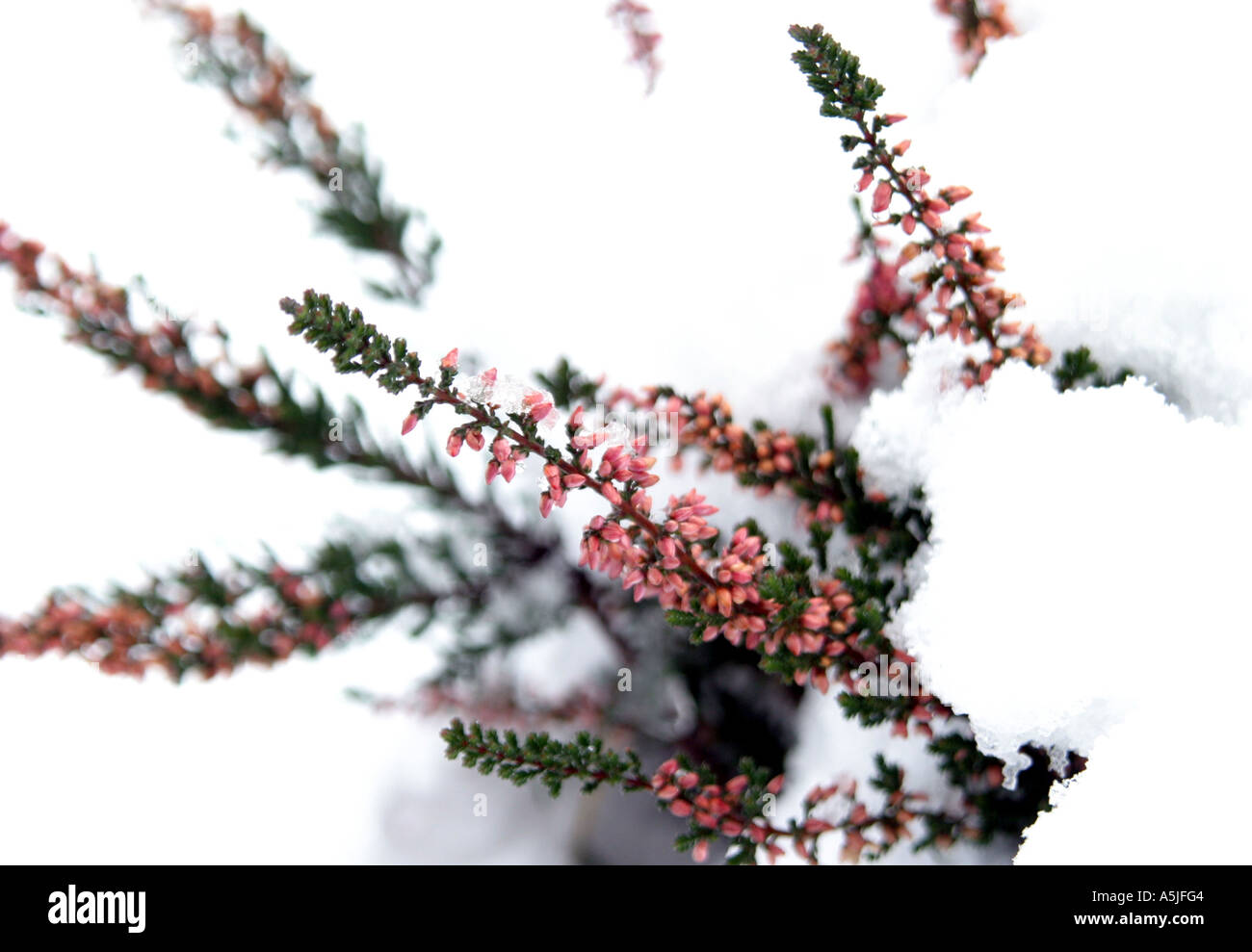 Rametti di Heather ricoperta di neve Foto Stock