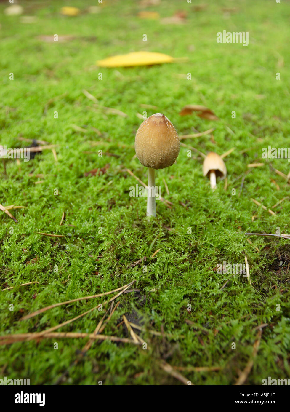 I funghi selvatici, coprinellus comatus, close-up, bassa angolazione Foto Stock