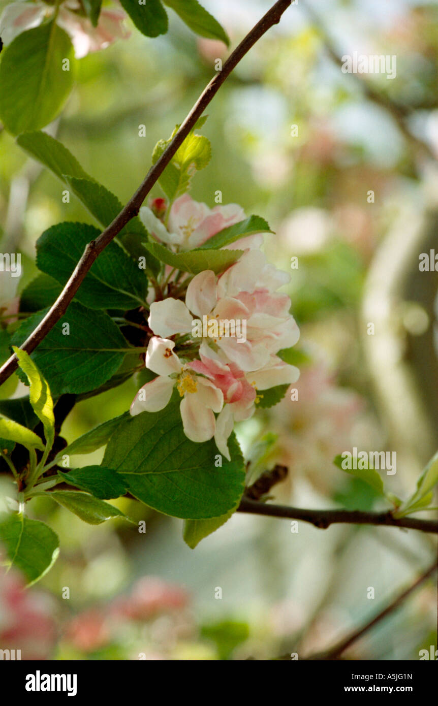 Apple Blossom apertura Foto Stock