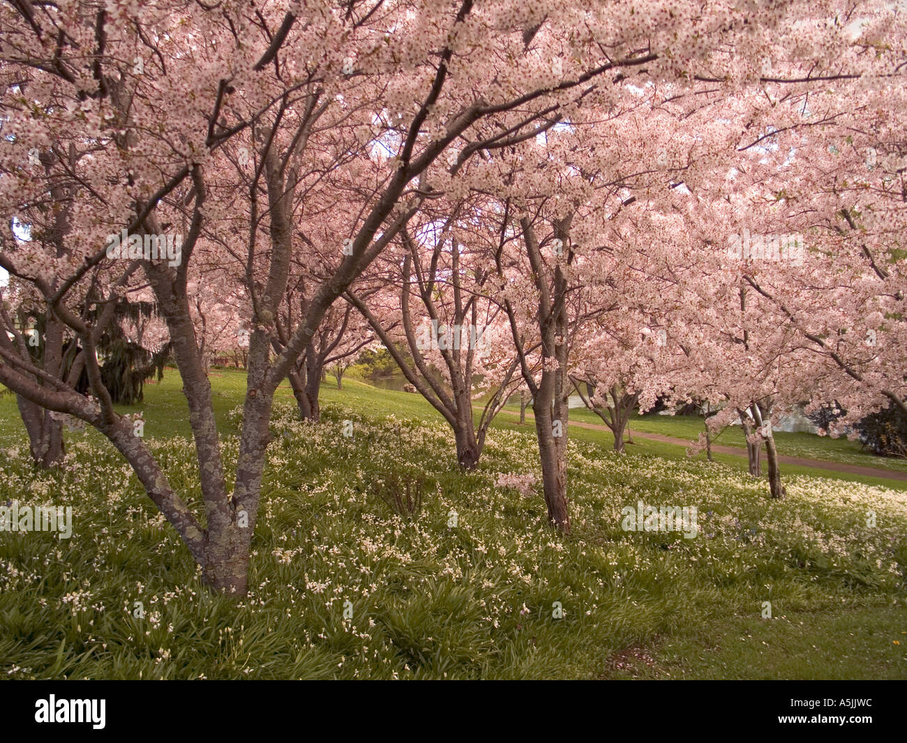 Fiori di Ciliegio e Bluebells Foto Stock