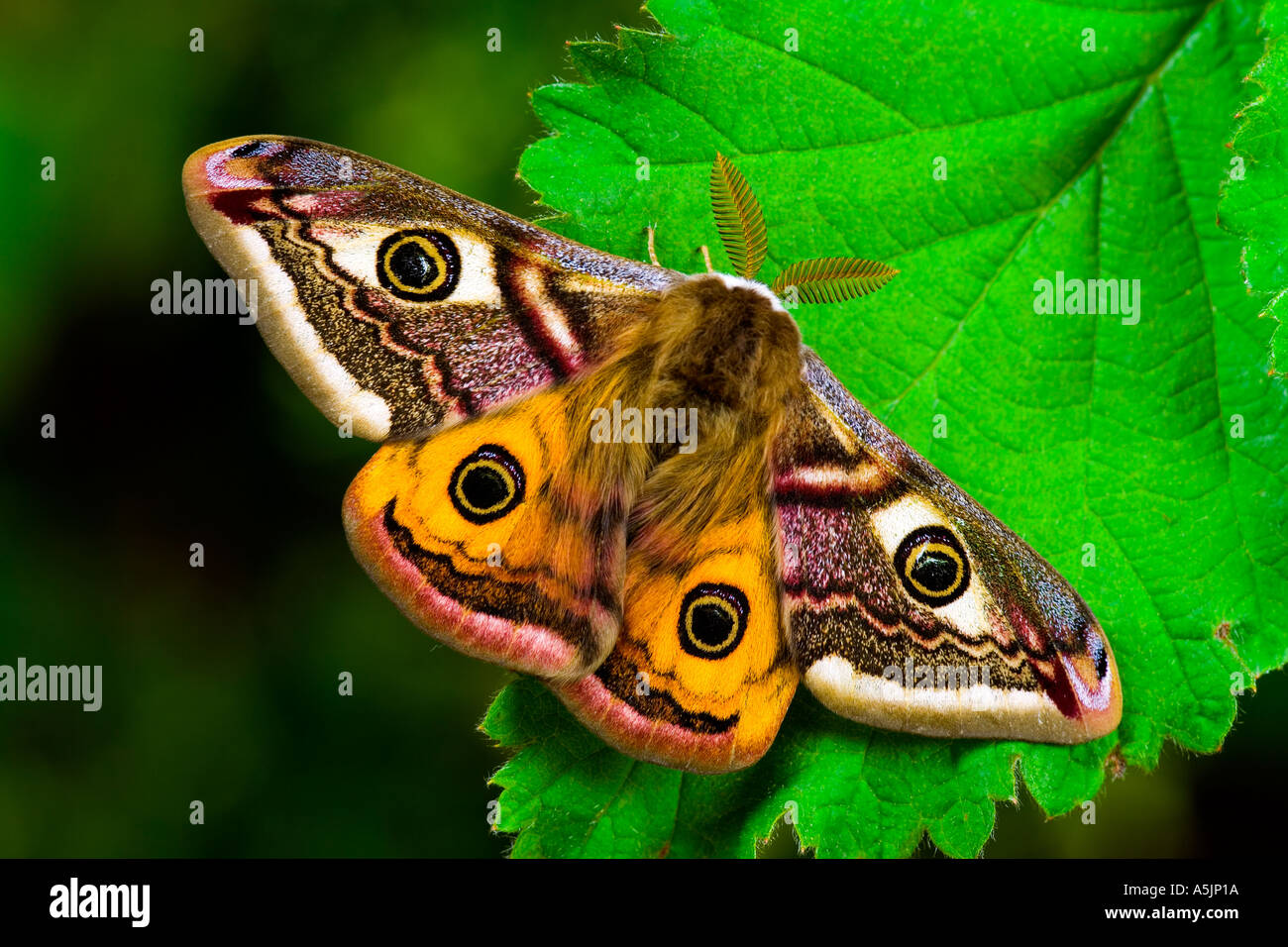 L'imperatore Moth Pavonia pavonia a riposo sul Rovo foglie potton bedfordshire Foto Stock