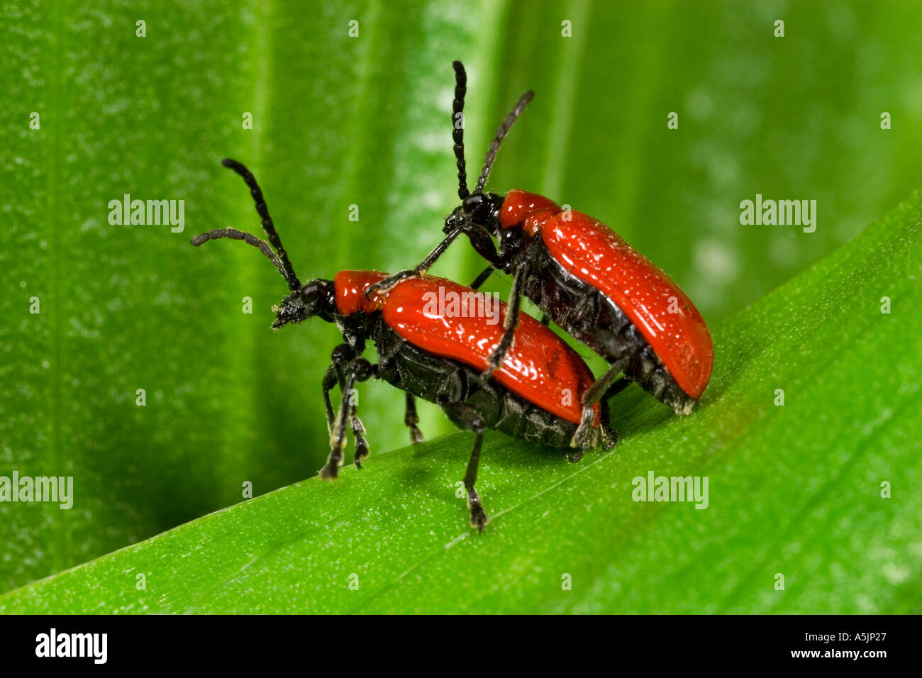 Il giglio rosso beetle Lilioceris lilii due coleotteri appaiate sulla foglia lilly potton bedfordshire Foto Stock