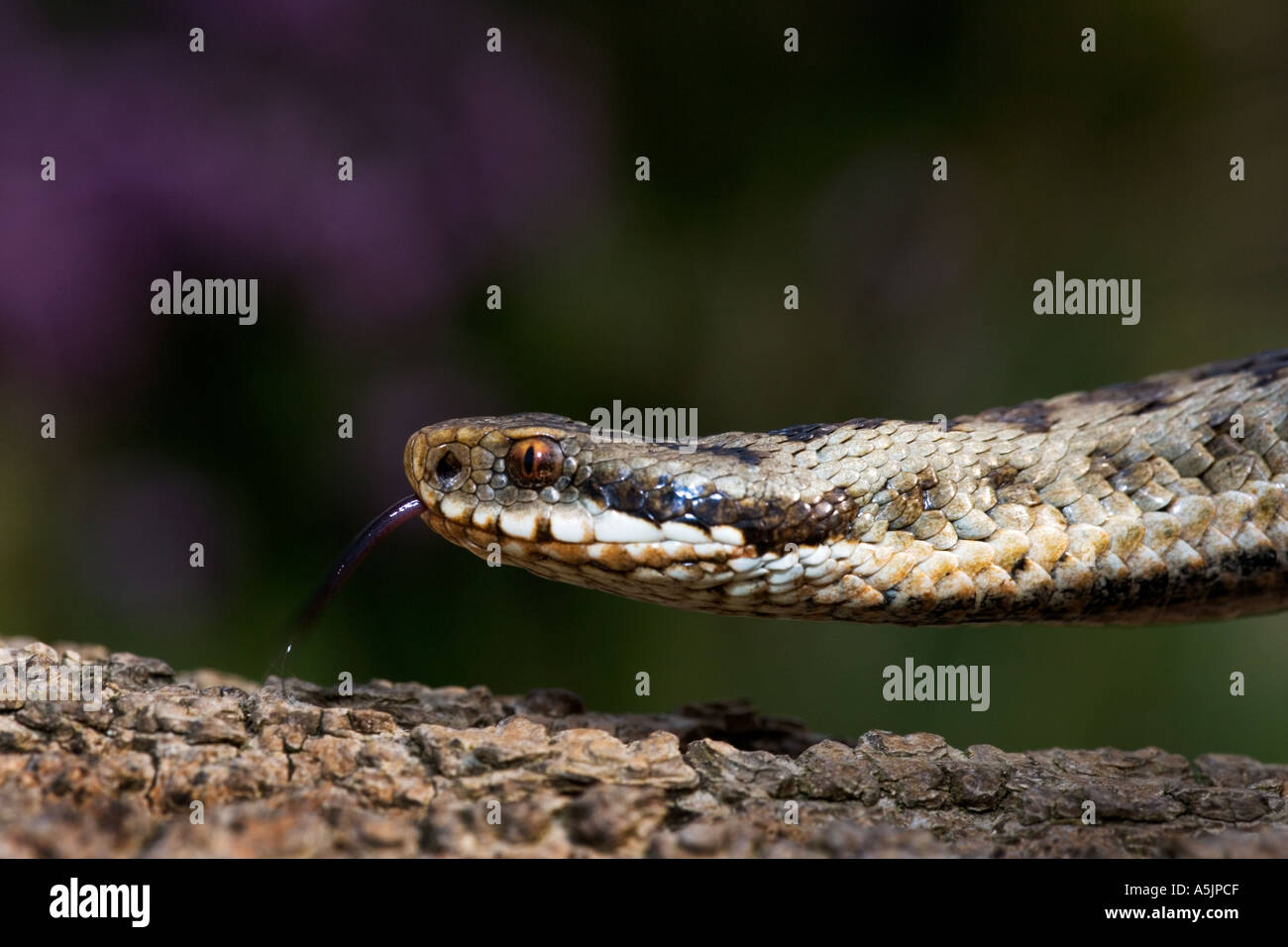 Il sommatore Vipera berus immagine ravvicinata di testa con la lingua di fuori e che mostra i dettagli dell'occhio leicestershire Foto Stock