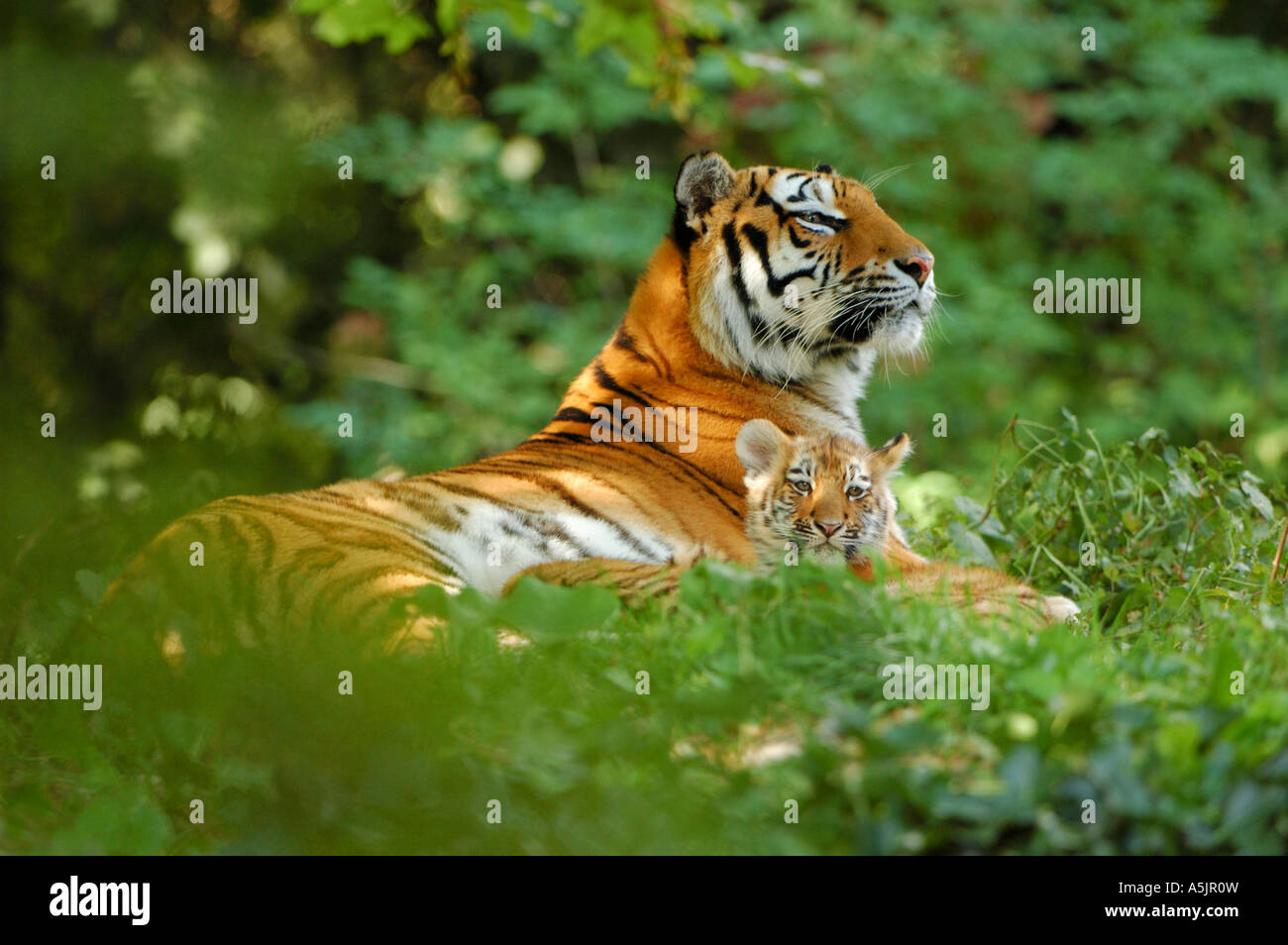 Siberiano, la tigre di Amur, (Panthera tigris altaica), femmina con cub Foto Stock