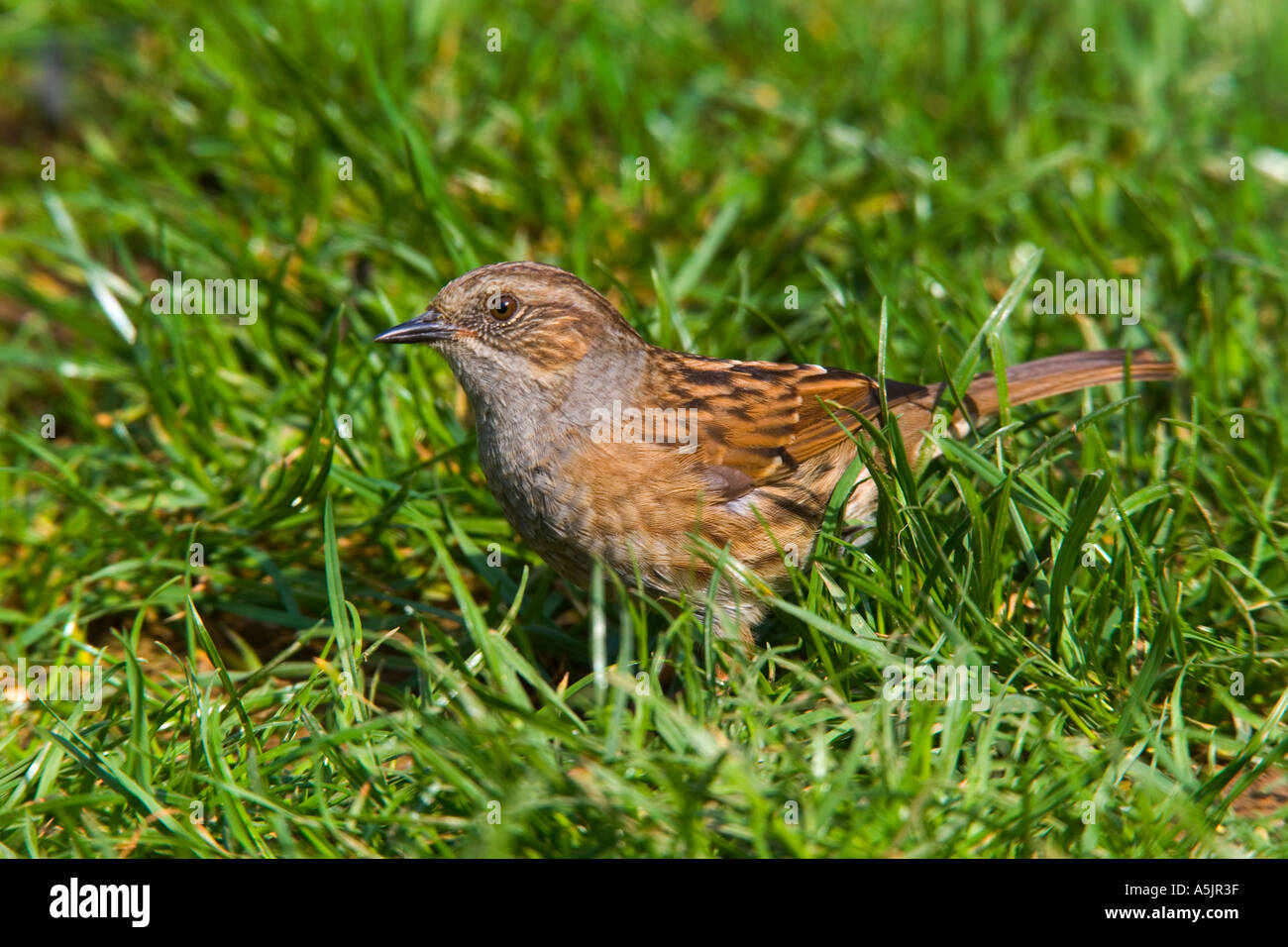 Dunnock Prunella modularis AKA Hedge sparrow sul suolo lookig per cibo potton bedfordshire Foto Stock