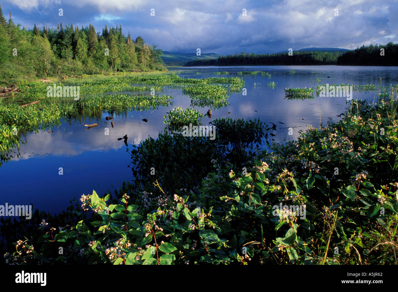 Fiume Androscoggin serbatoio Pontook Pickerel erbaccia foresta settentrionale estate NH 16 Dummer NH Foto Stock