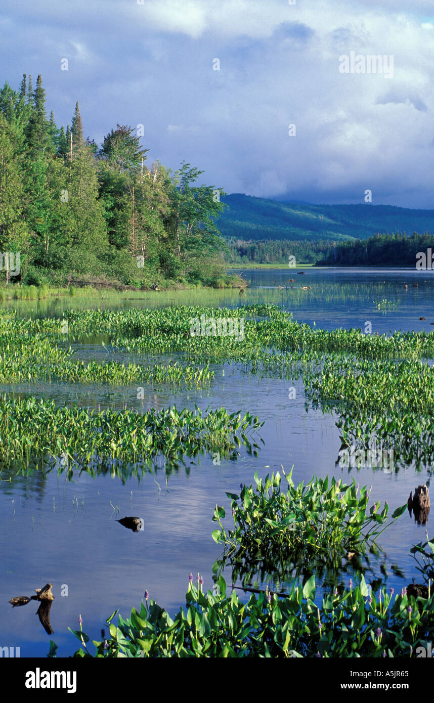 Fiume Androscoggin serbatoio Pontook Pickerel erbaccia foresta settentrionale estate NH 16 Dummer NH Foto Stock