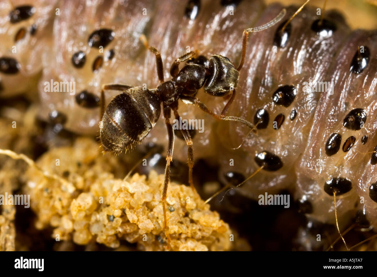 Nero Garden Ant Lasius niger mangiare larve di falena potton bedfordshire Foto Stock