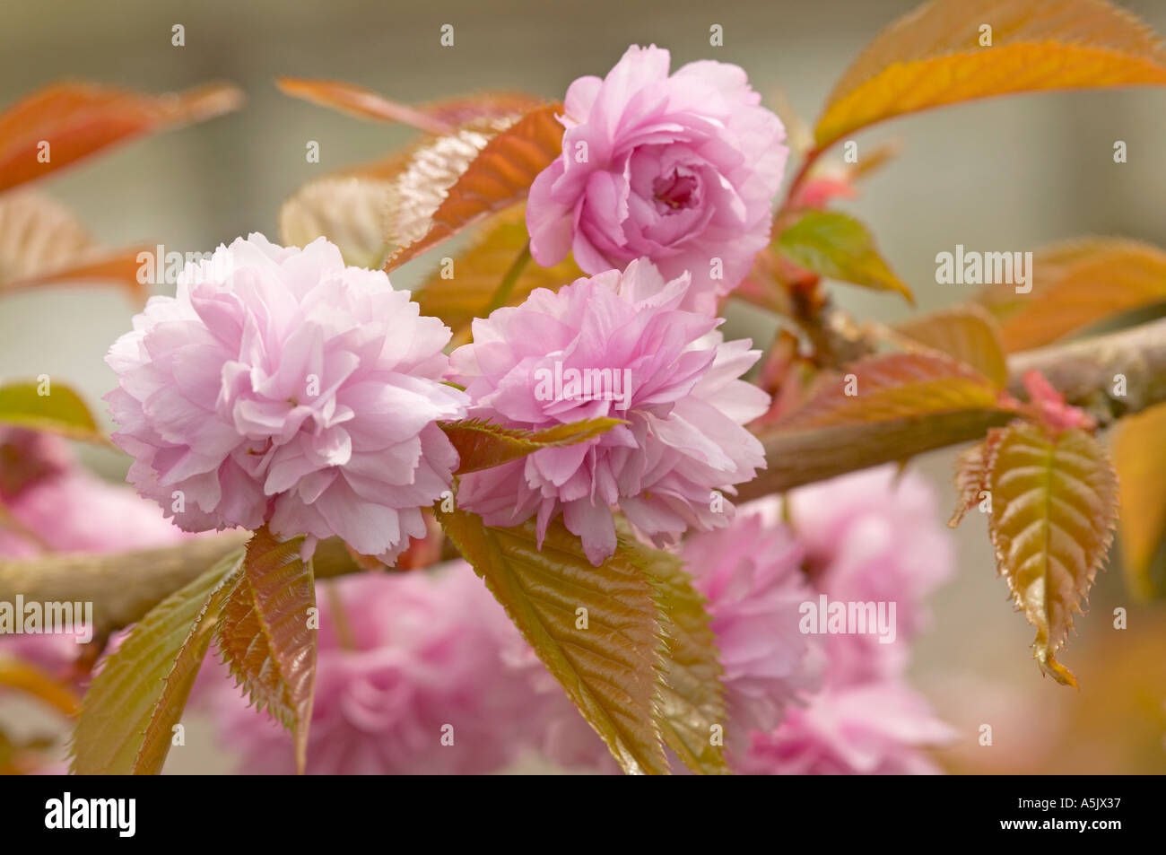 Fiore di Ciliegio sul Prunus Kiku Shidare Zakura. Noto anche come Cheals pianto Foto Stock