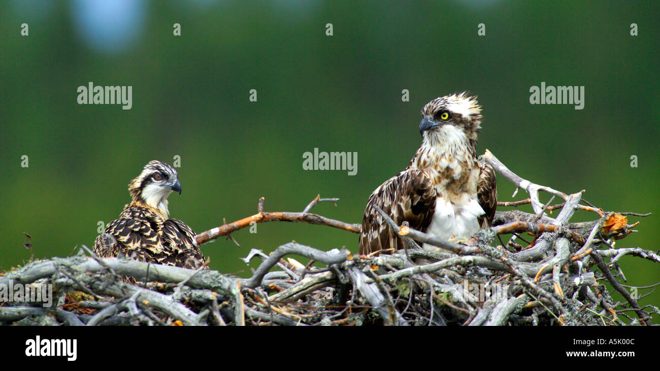 Unione Osprey Pandion haliaetus donna al nido con pulcini Finlandia Luglio Foto Stock