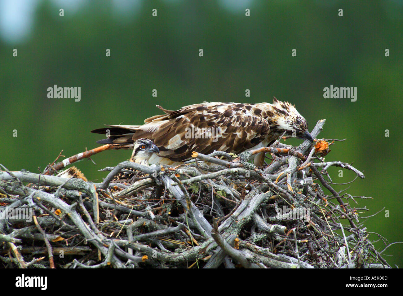 Unione Osprey Pandion haliaetus donna al nido con pulcini Finlandia Luglio Foto Stock